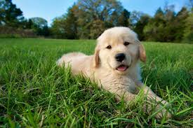 golden retriever puppy laying in the grass