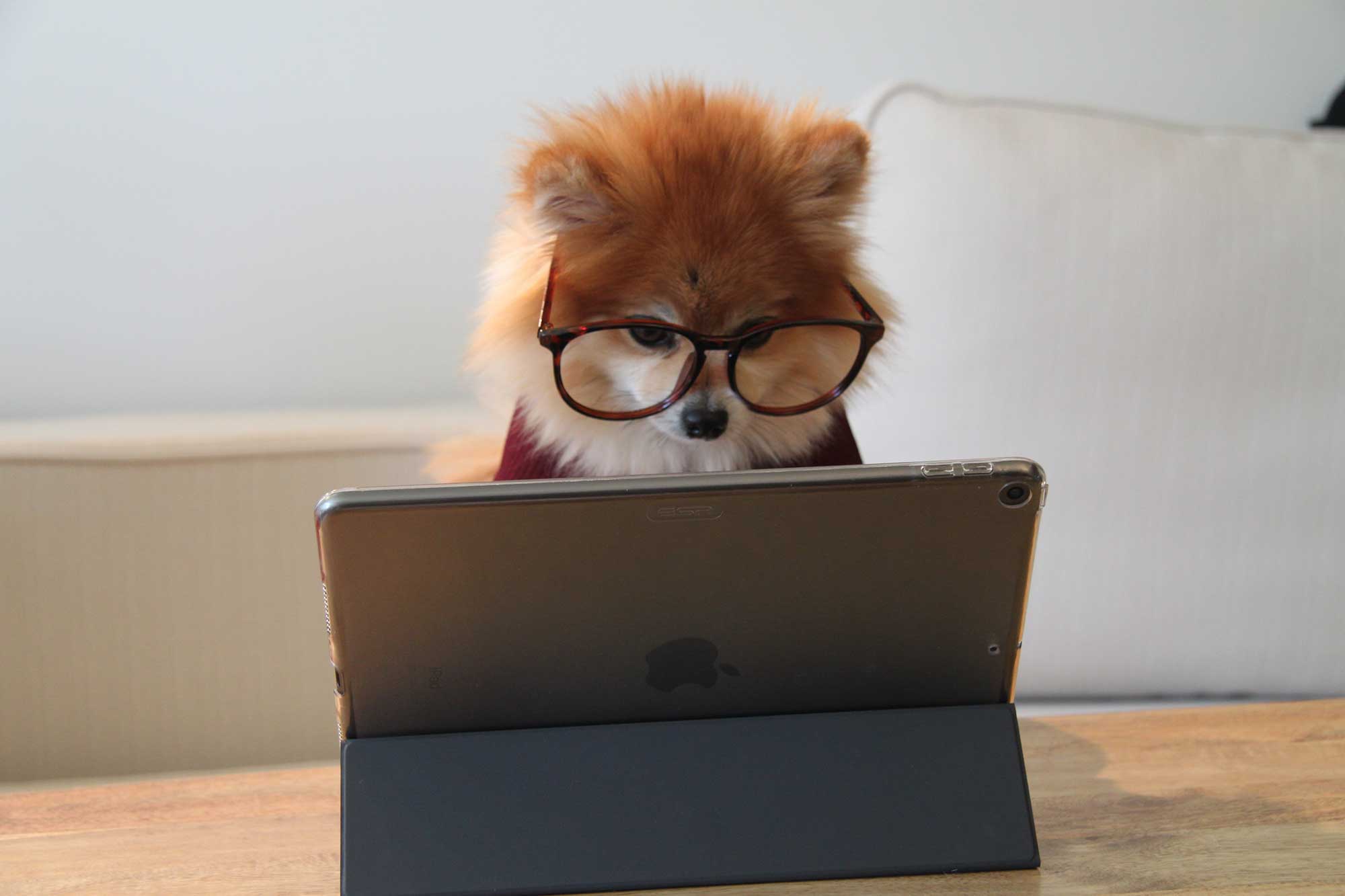 Dog in glasses on an ipad