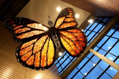 Butterfly_5090