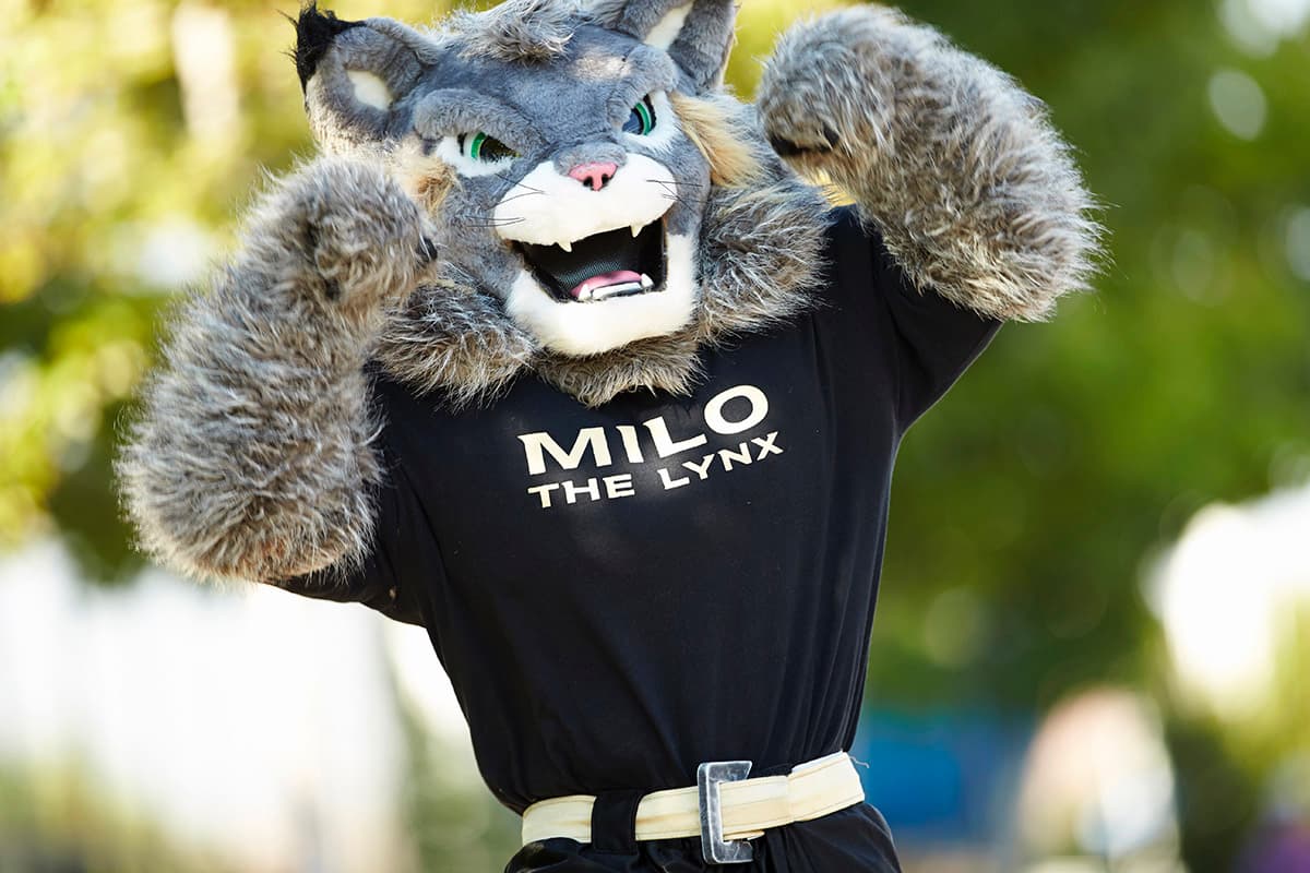Milo the Lynx