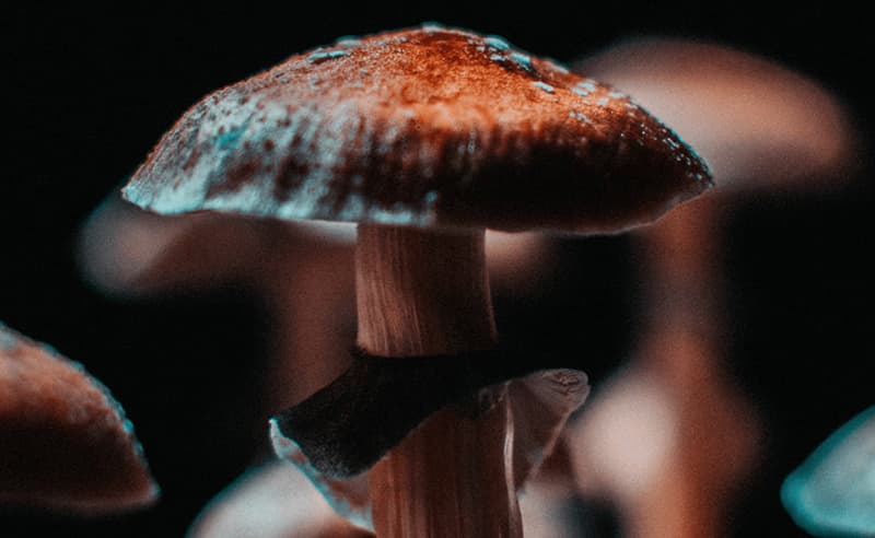 Close up of an earthy colored mushroom.