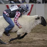 Mutton Bustin' at NWSS