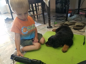 a child uses his A A C device to talk to his dog