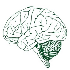 illustration of a green brain