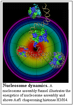 nucleosome dynamics