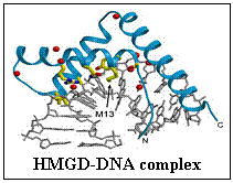 HMGB proteins